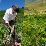 Organic agriculture and sustainable economy: know-how and perspectives